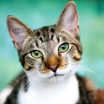 NSW Project to keep cats safe at home